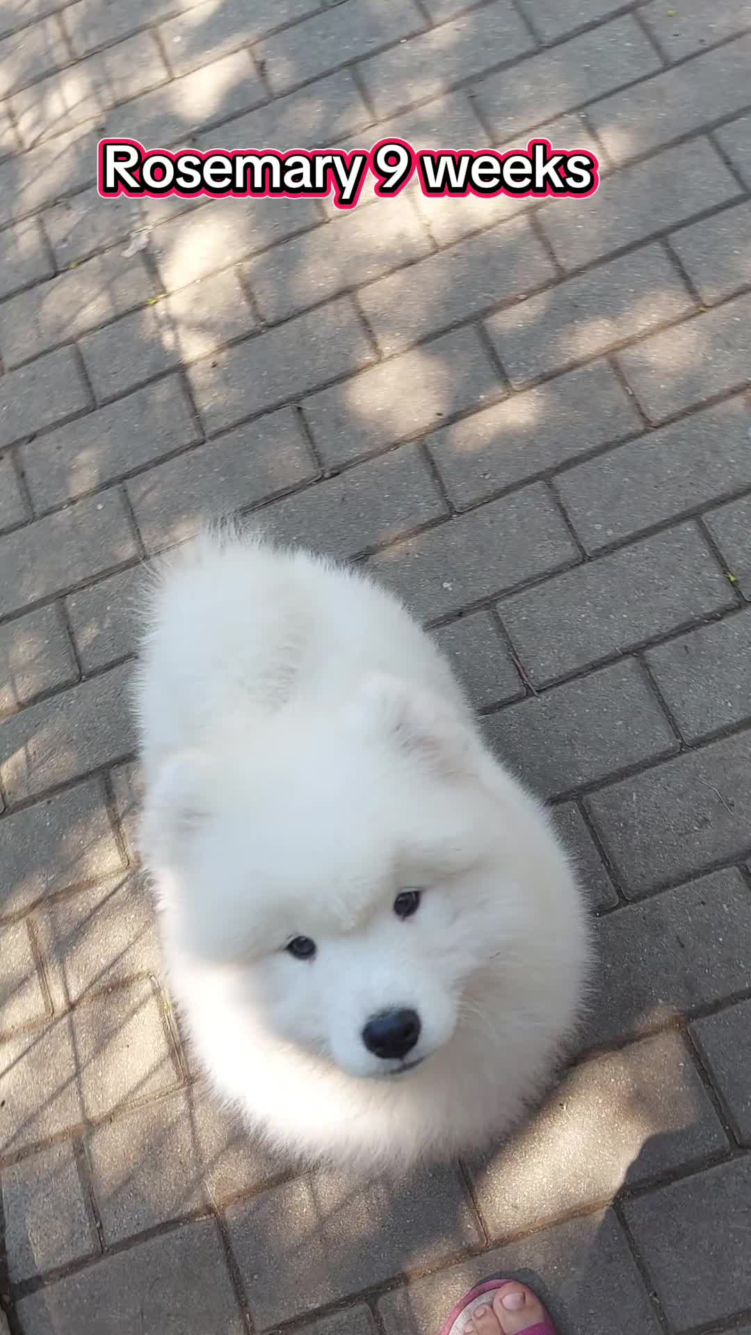 @Lovely Snow Diamonds Samoyed