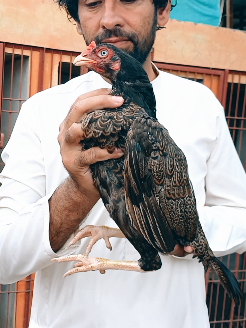 @Sajjad Aseel Farm
