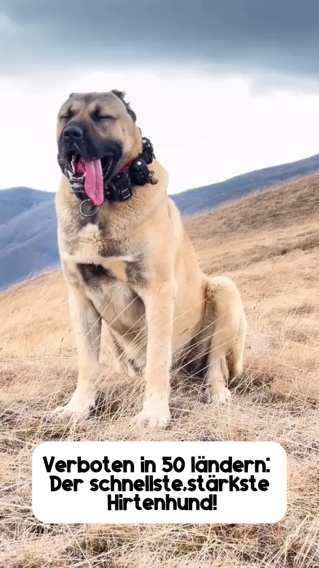 @vbrazcibm8