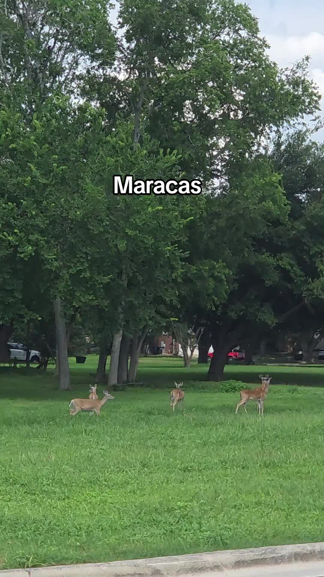 @Erika_LaOreja