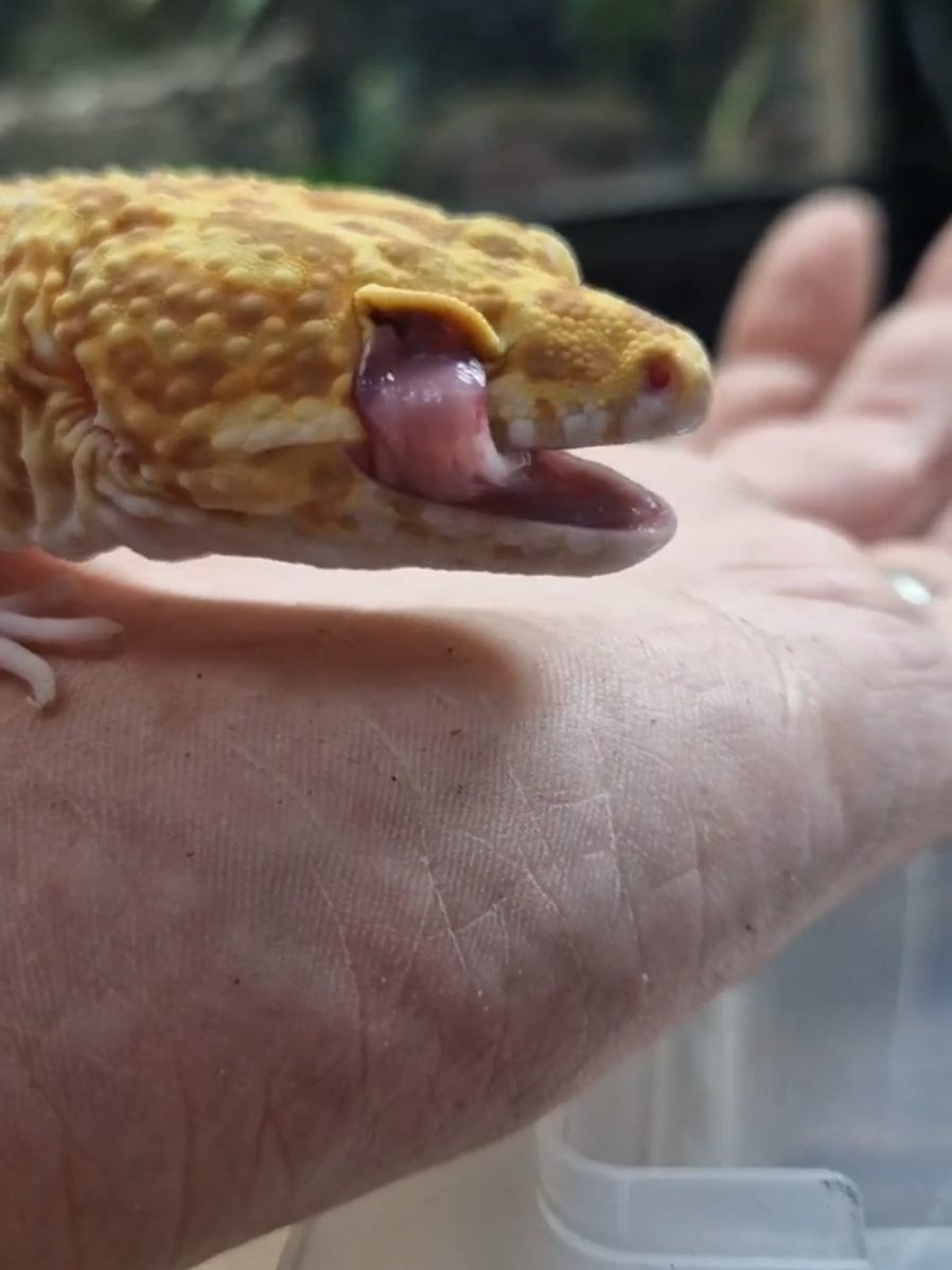 @T & N reptiles