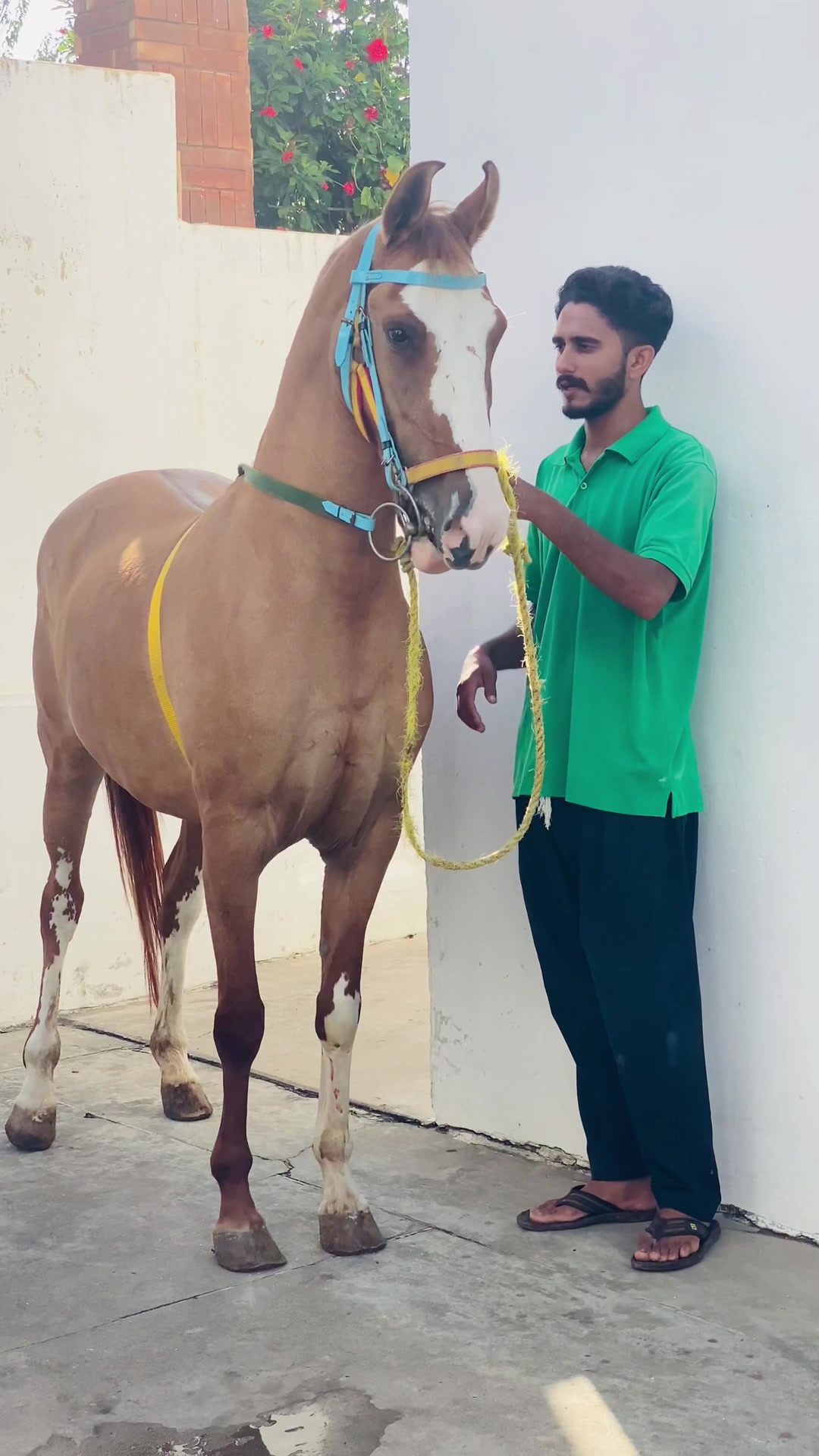 @Ch Hammad bokan ♥️🐎