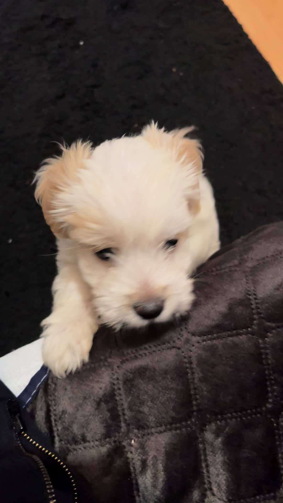@Puppy 🐶