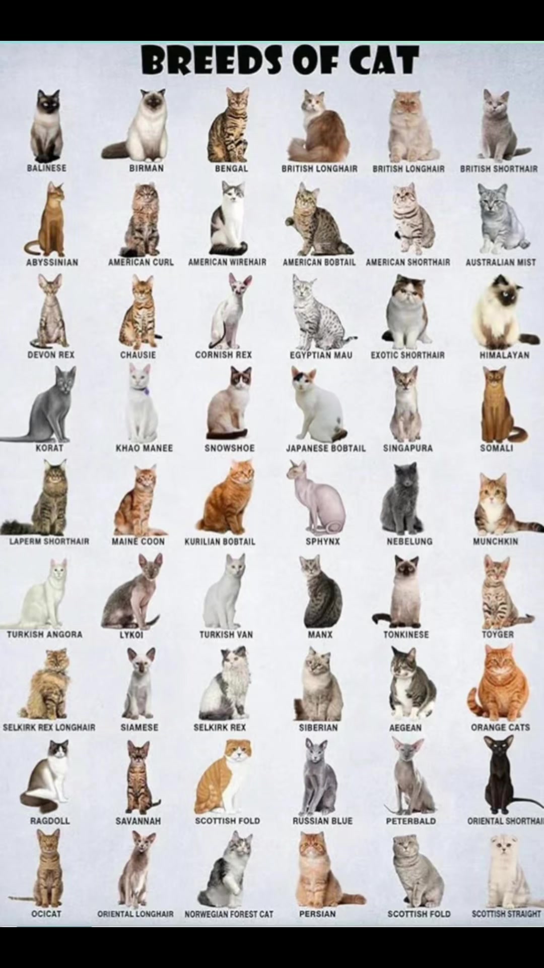 @Diana Ciortan Sphynx Romania
