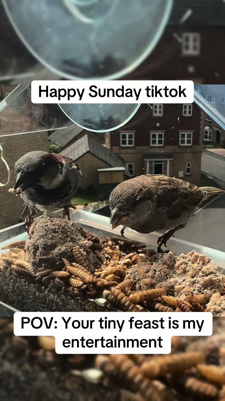 @beaksandbarks