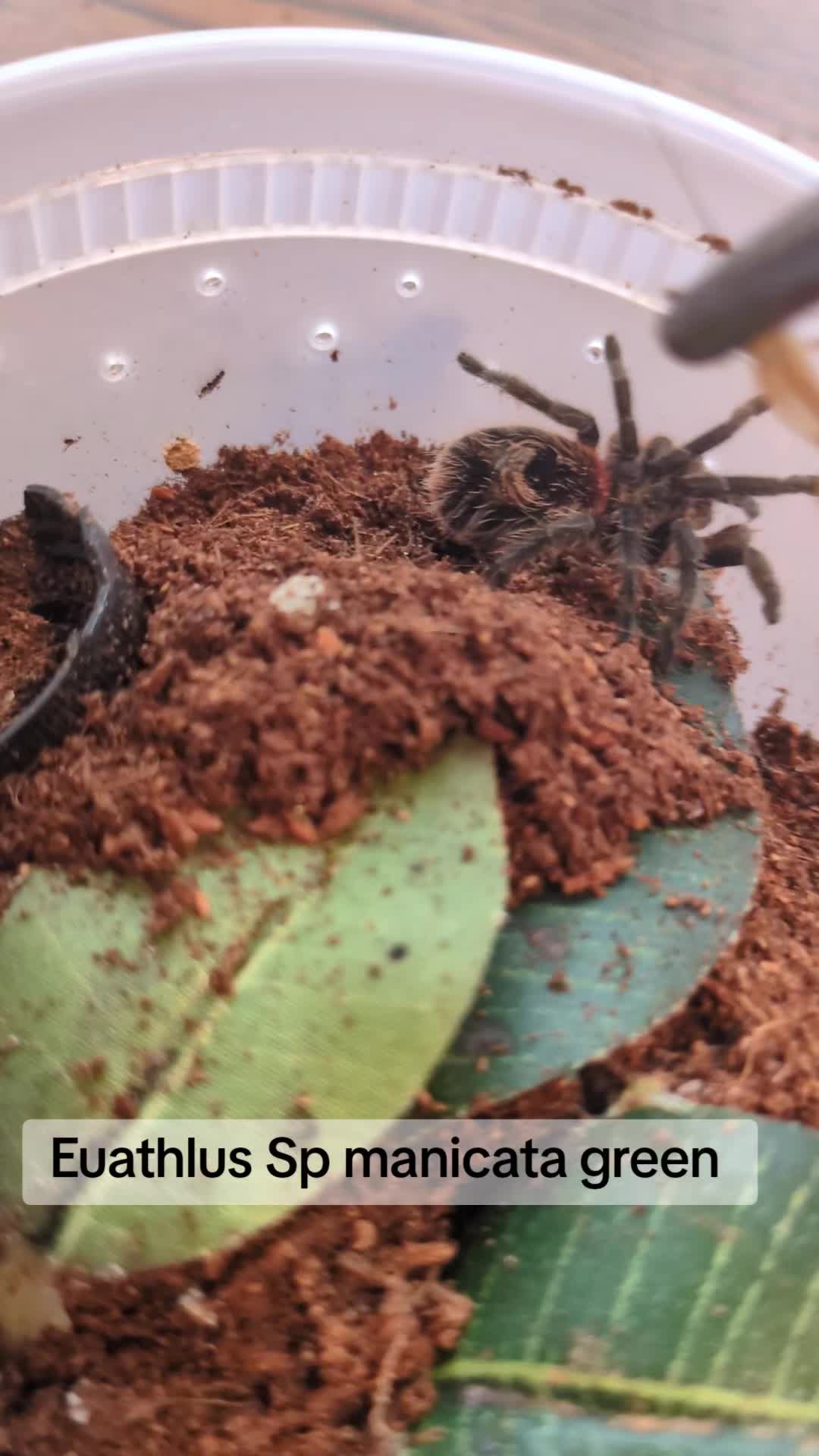 @Eryri Exotics