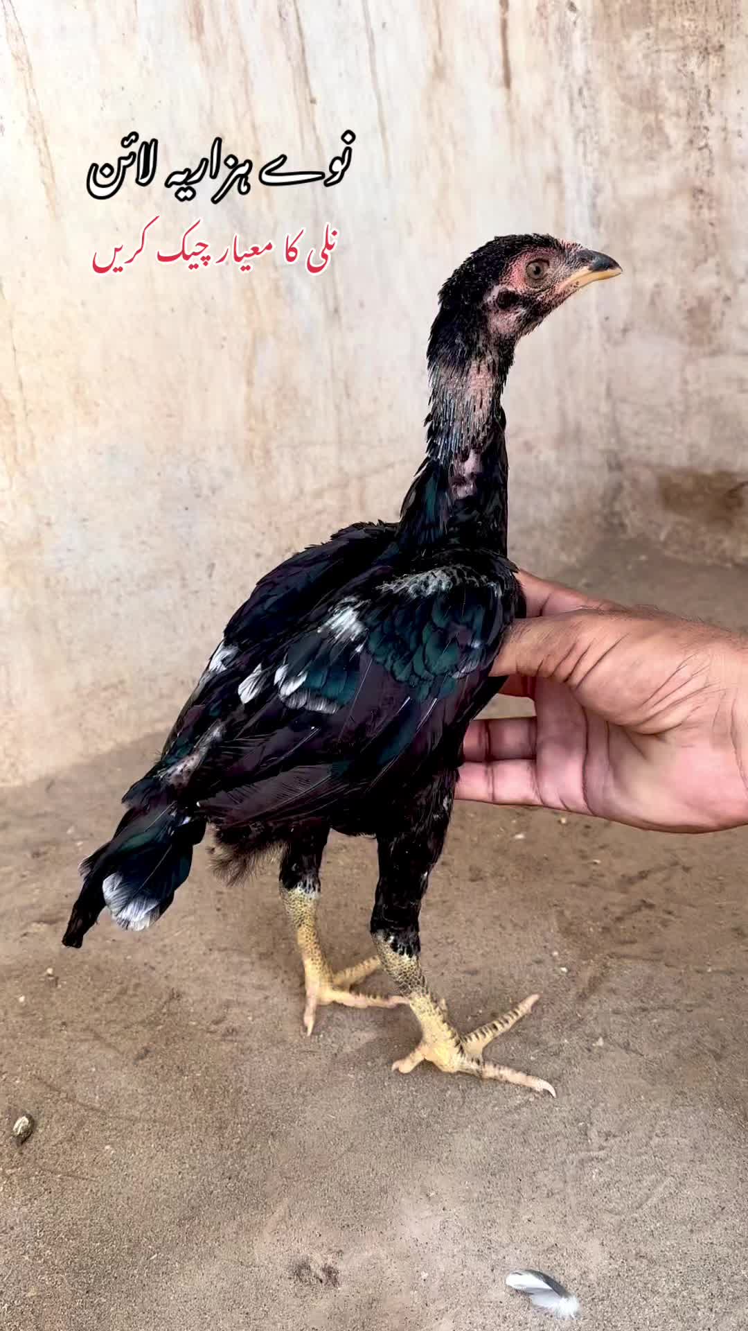 @Poultry Markaz
