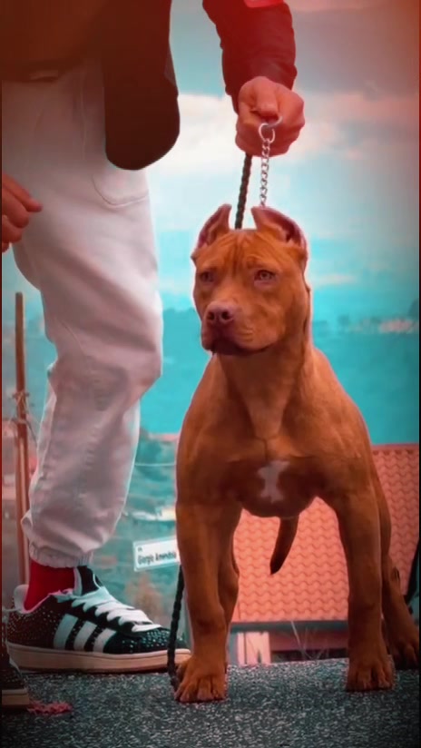 @Raoul's apbt