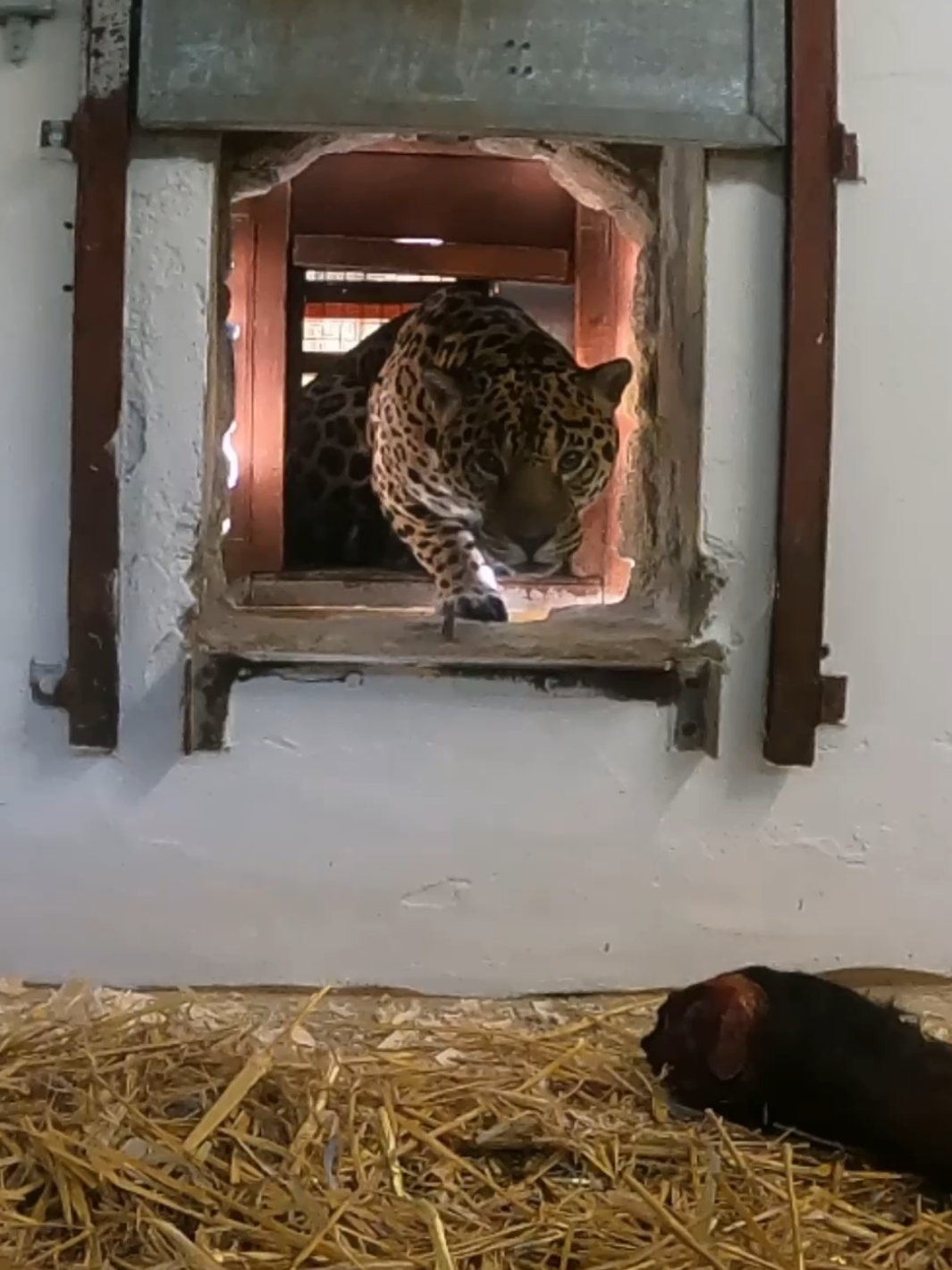 @Dartmoor Zoological Society