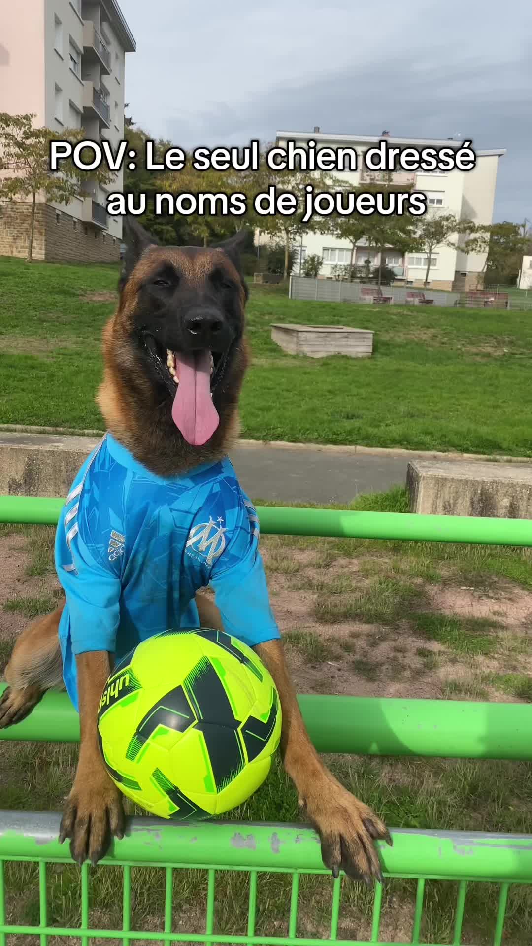 @Rios le malinois 🐕