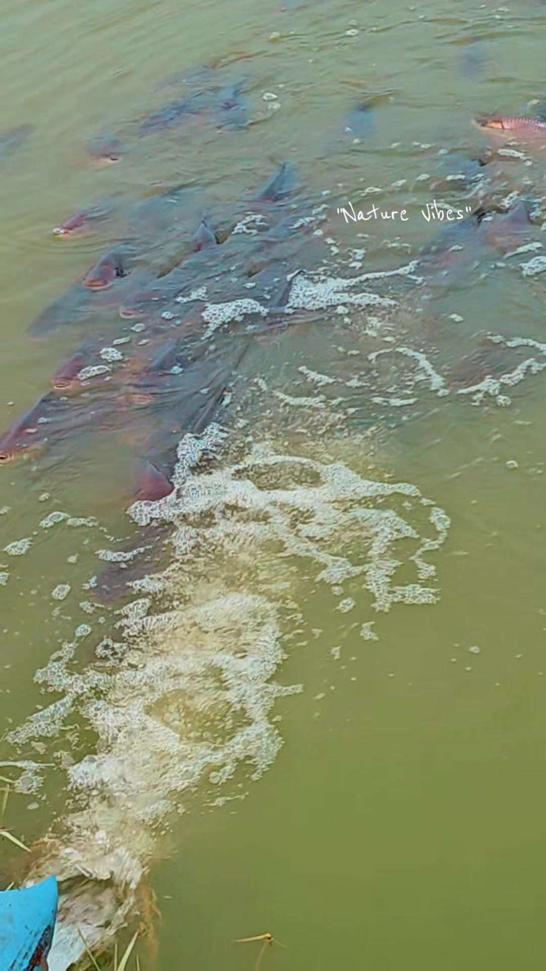 @fish catching video