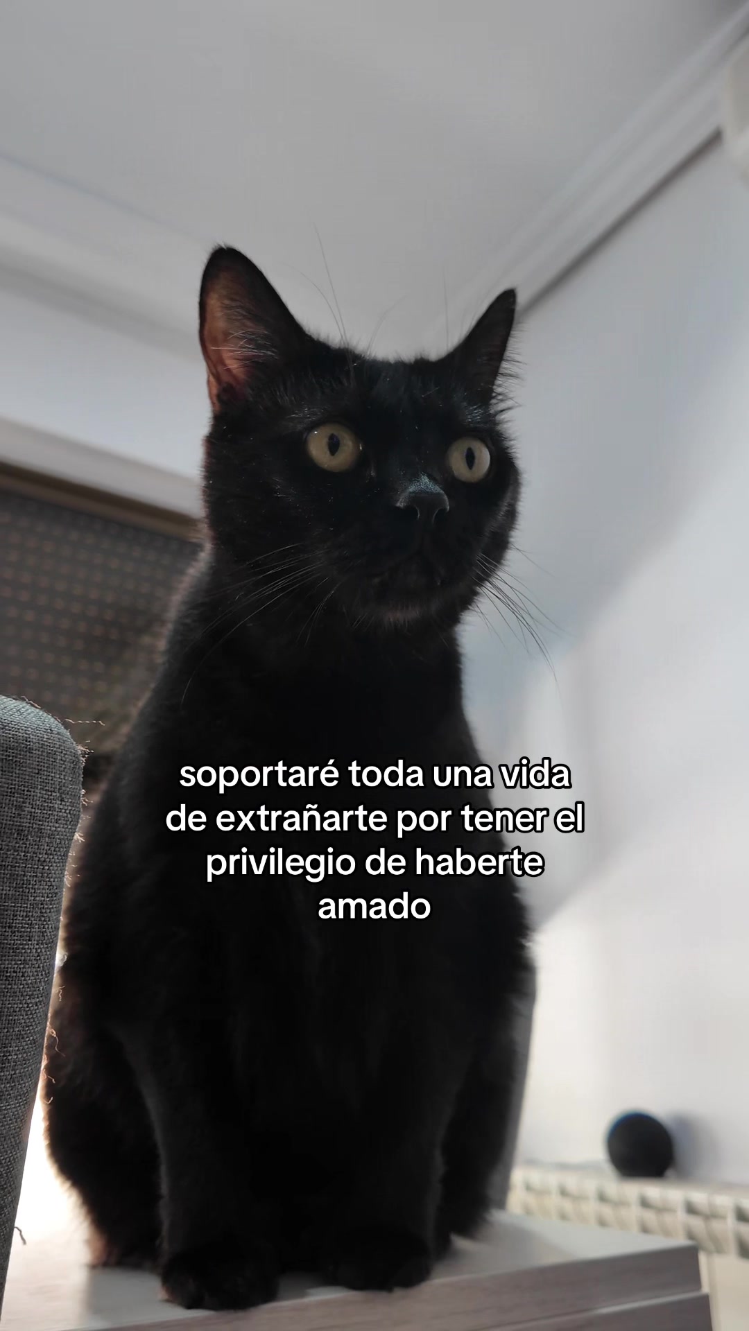 @BlackCatsMatter
