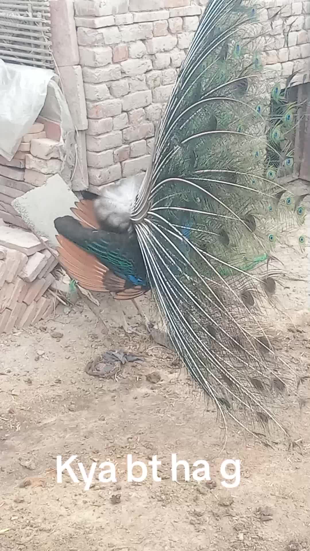 @mujhaid shorkot ala