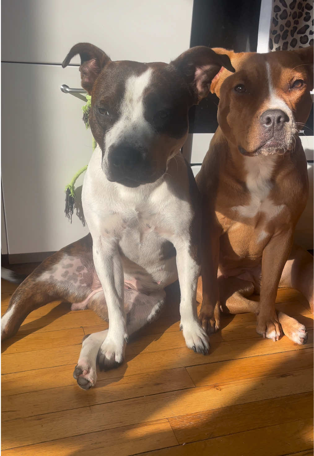 @Britney.paws🐾✨