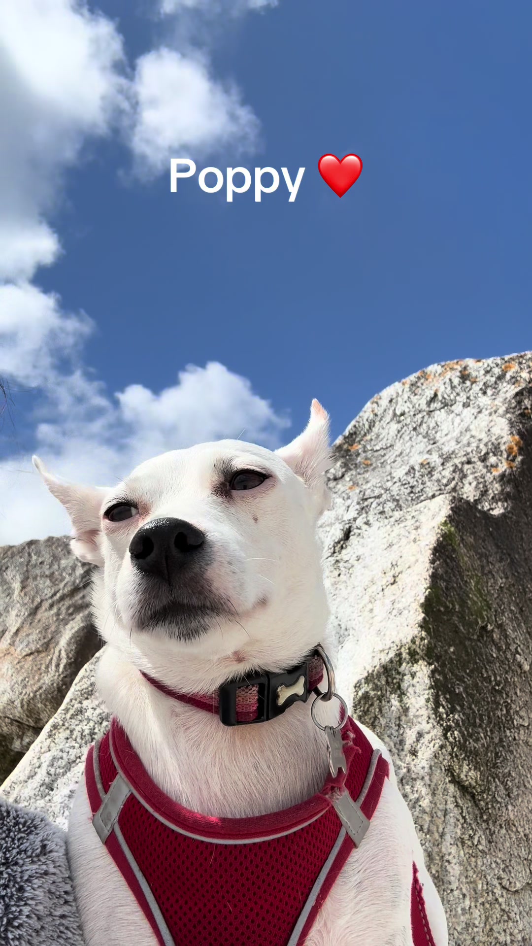 @spirit_and_paw