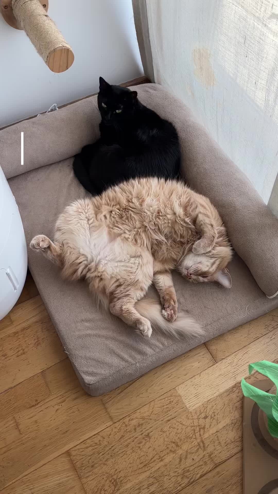 @- Alejandra  🐱💕
