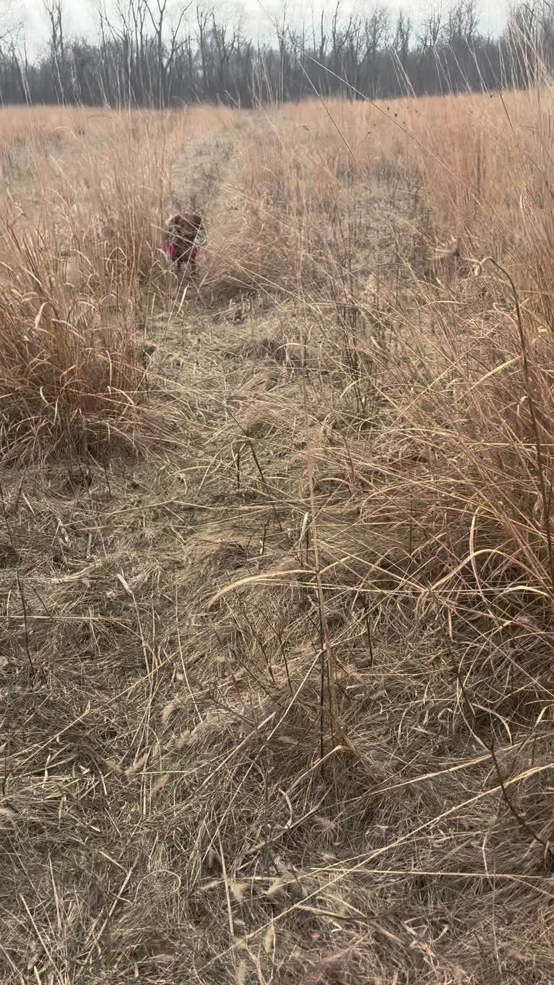 @Wiggle butt