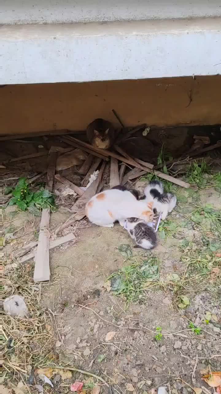 @animal family 0302