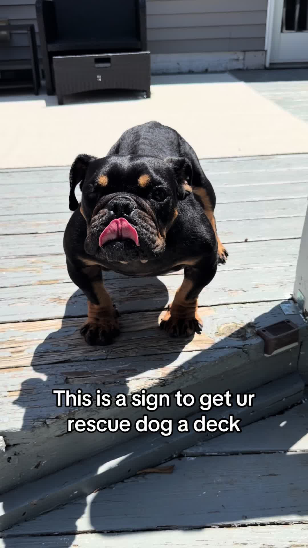 @Poptart The Bulldog