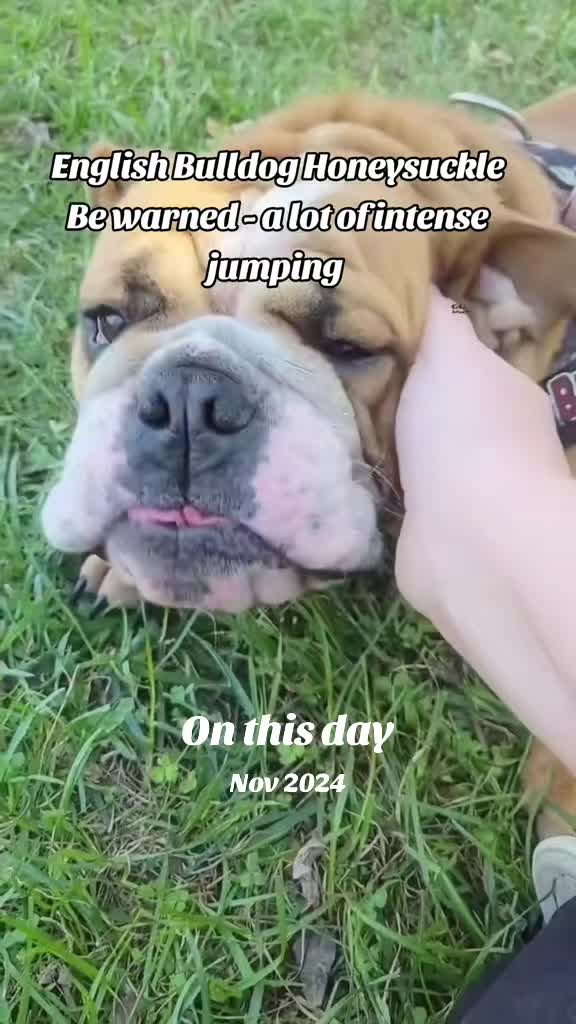 @HoneysuckleandSimon