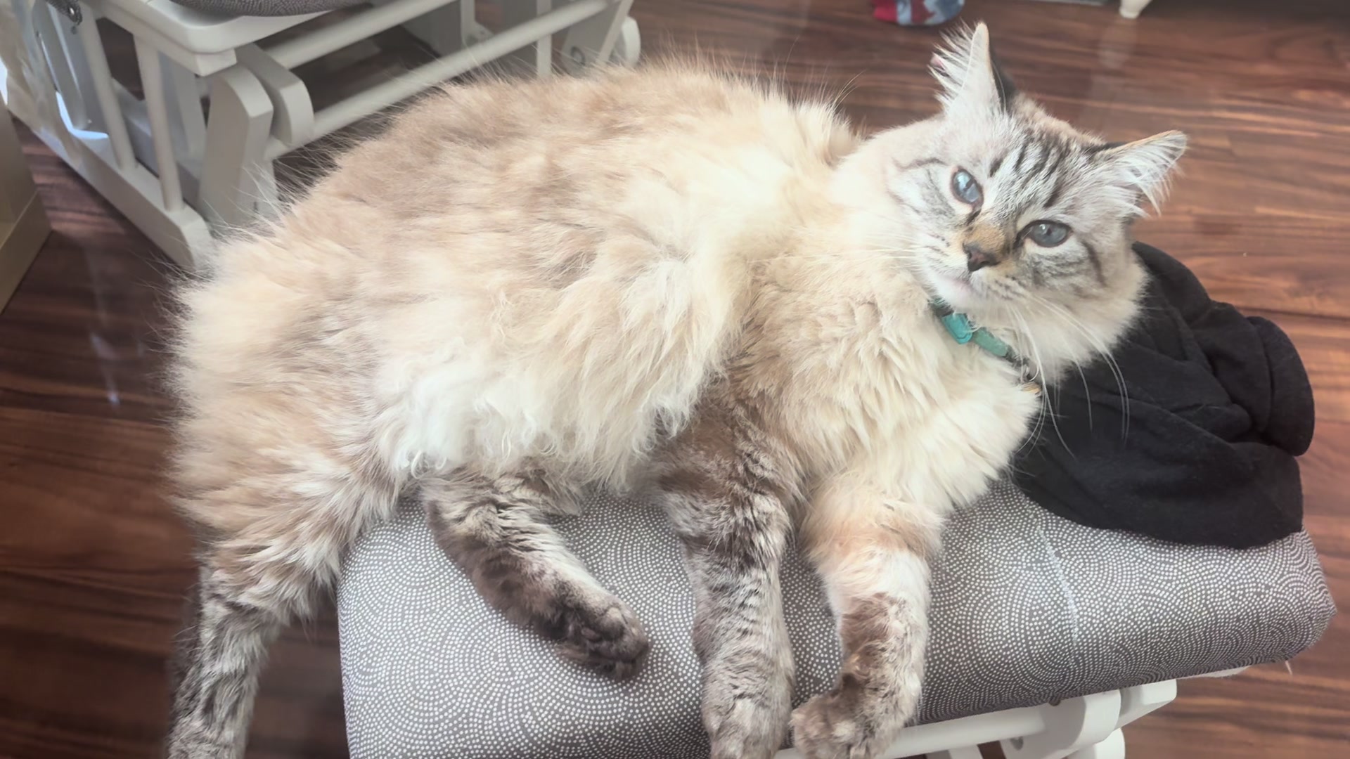 @Brock Meowsnar
