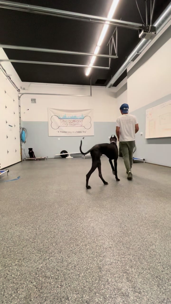 @Chicagoland Dog Training