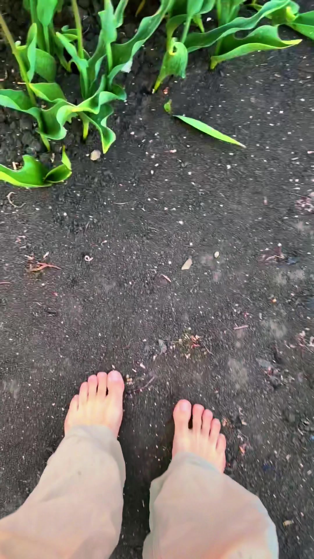 @mega