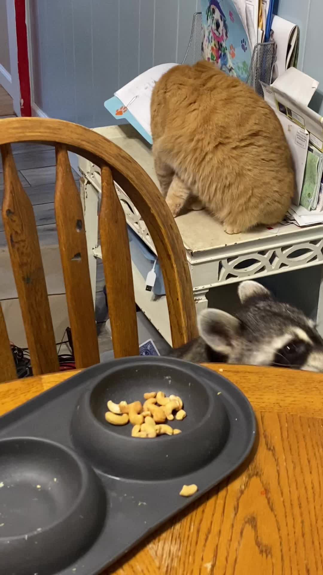 @Loki the raccoon