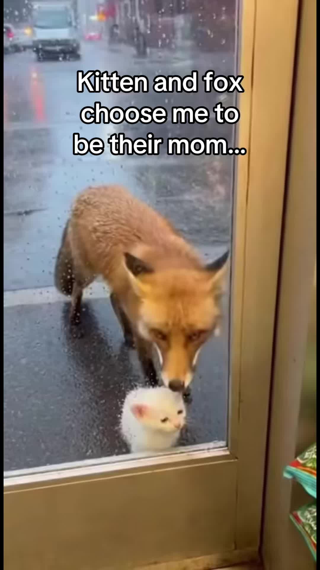 @AnimalWorld