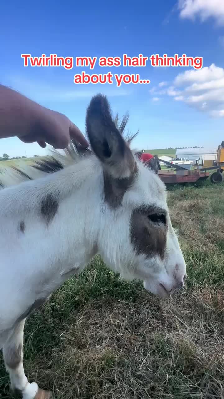 @ernest