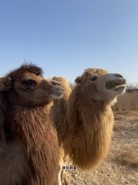 @Gislason Camel