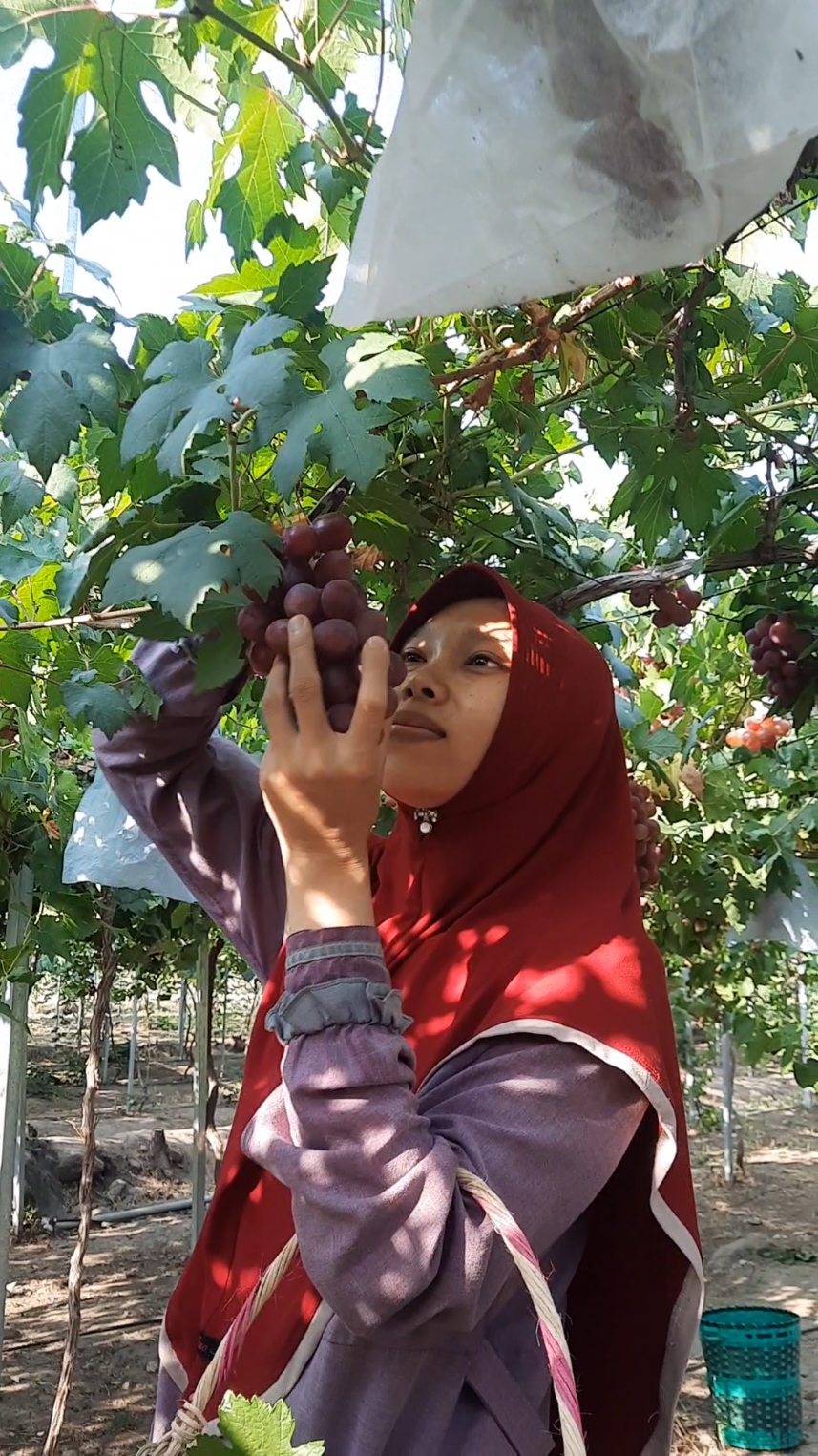 @DNA Garden