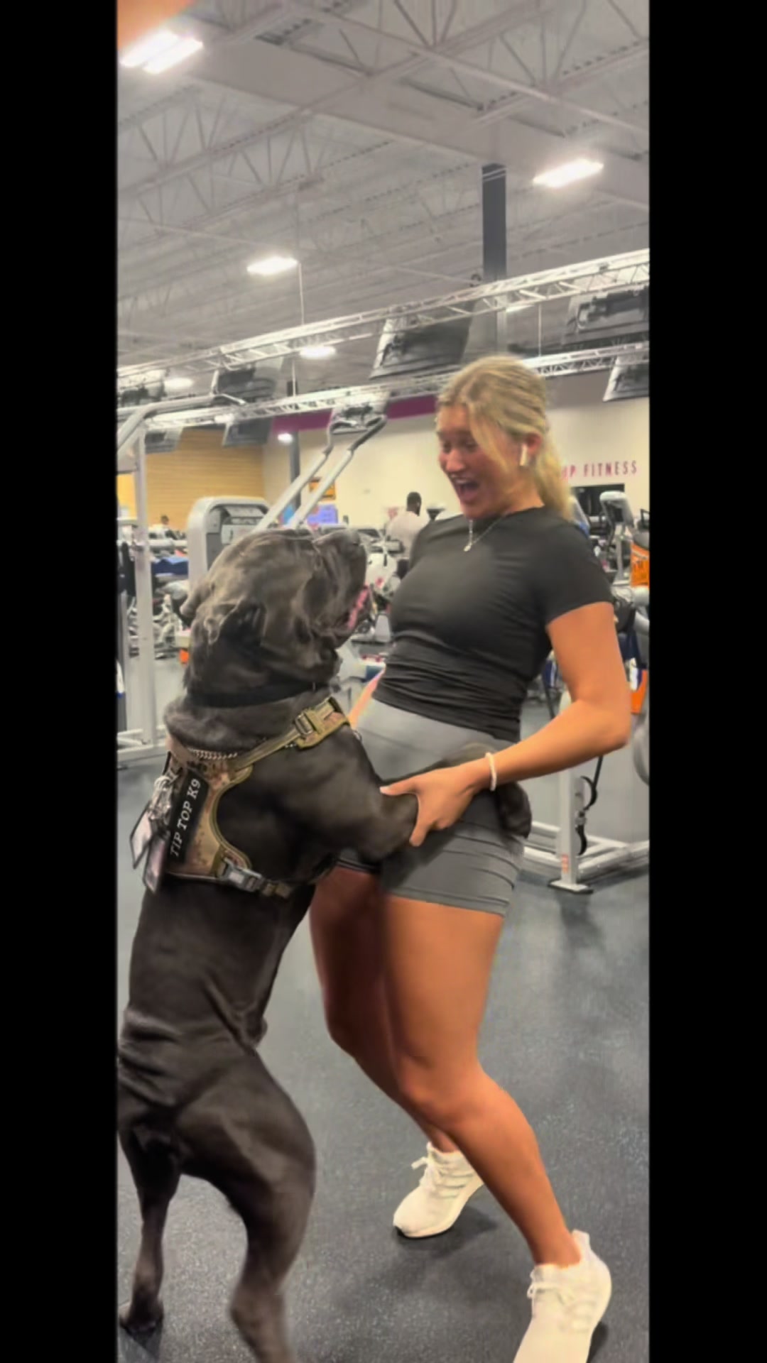 @Charlee The Cane Corso