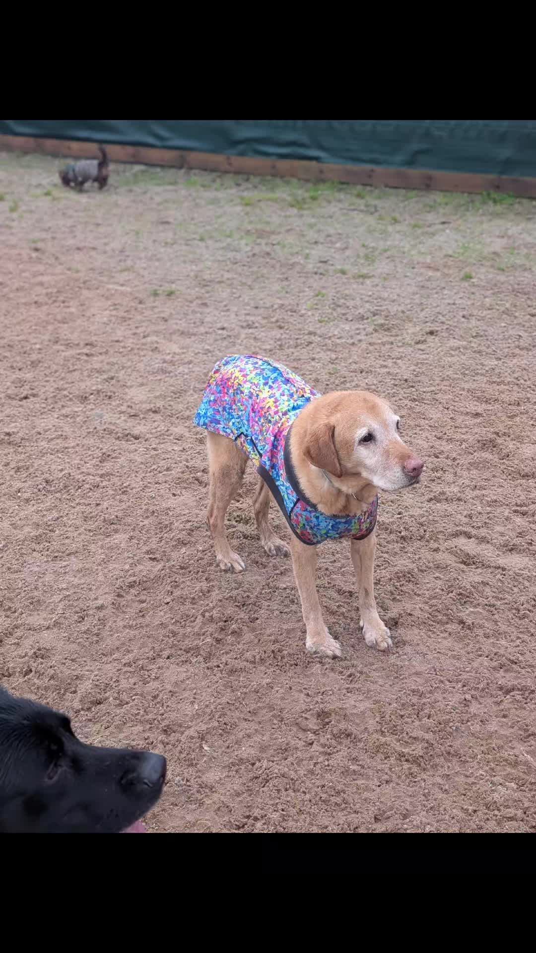@Tracy's dog walking