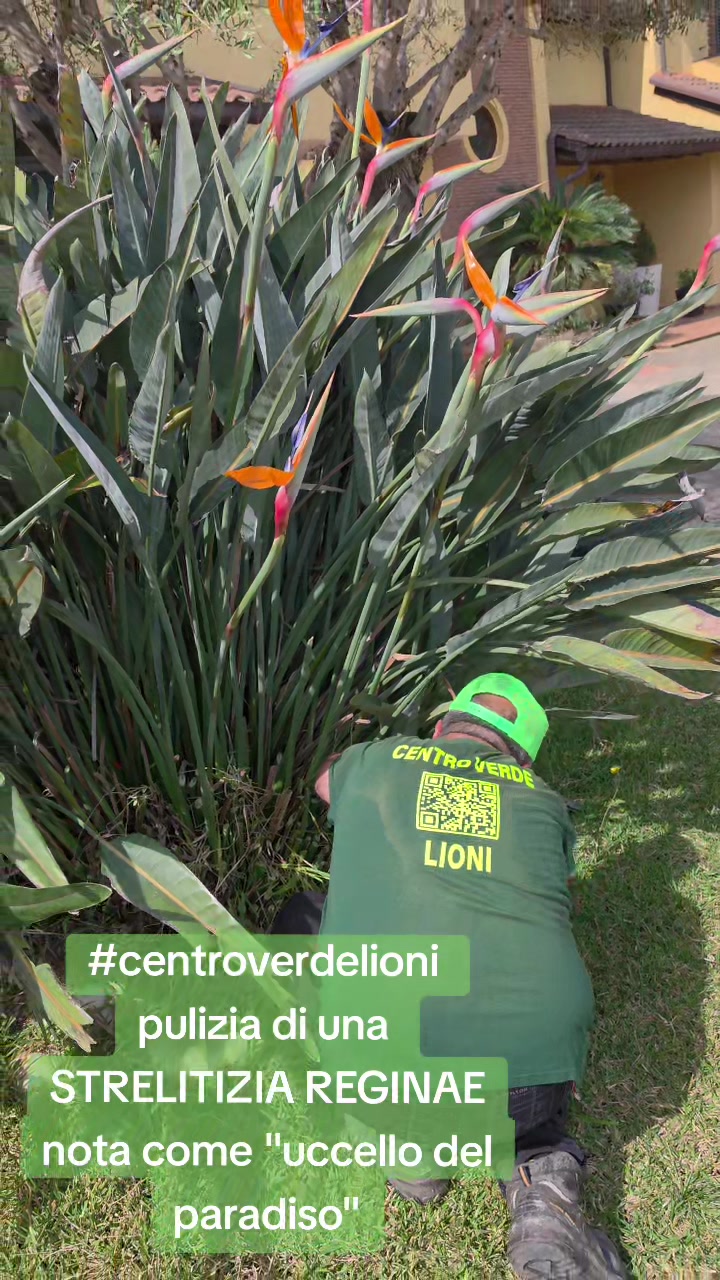 @#CENTROVERDELIONI