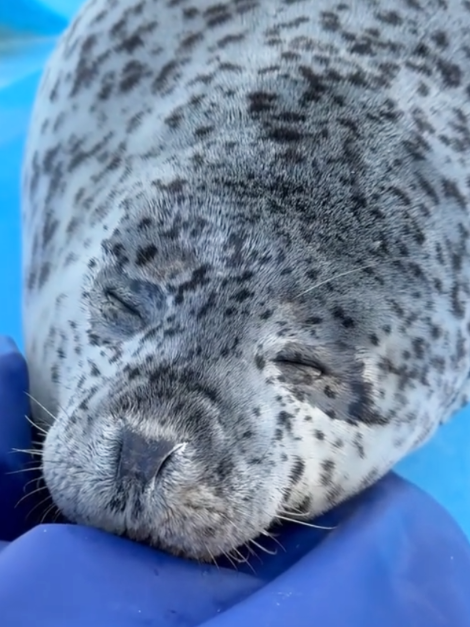 @🩷🎀 seal 🦭🩷