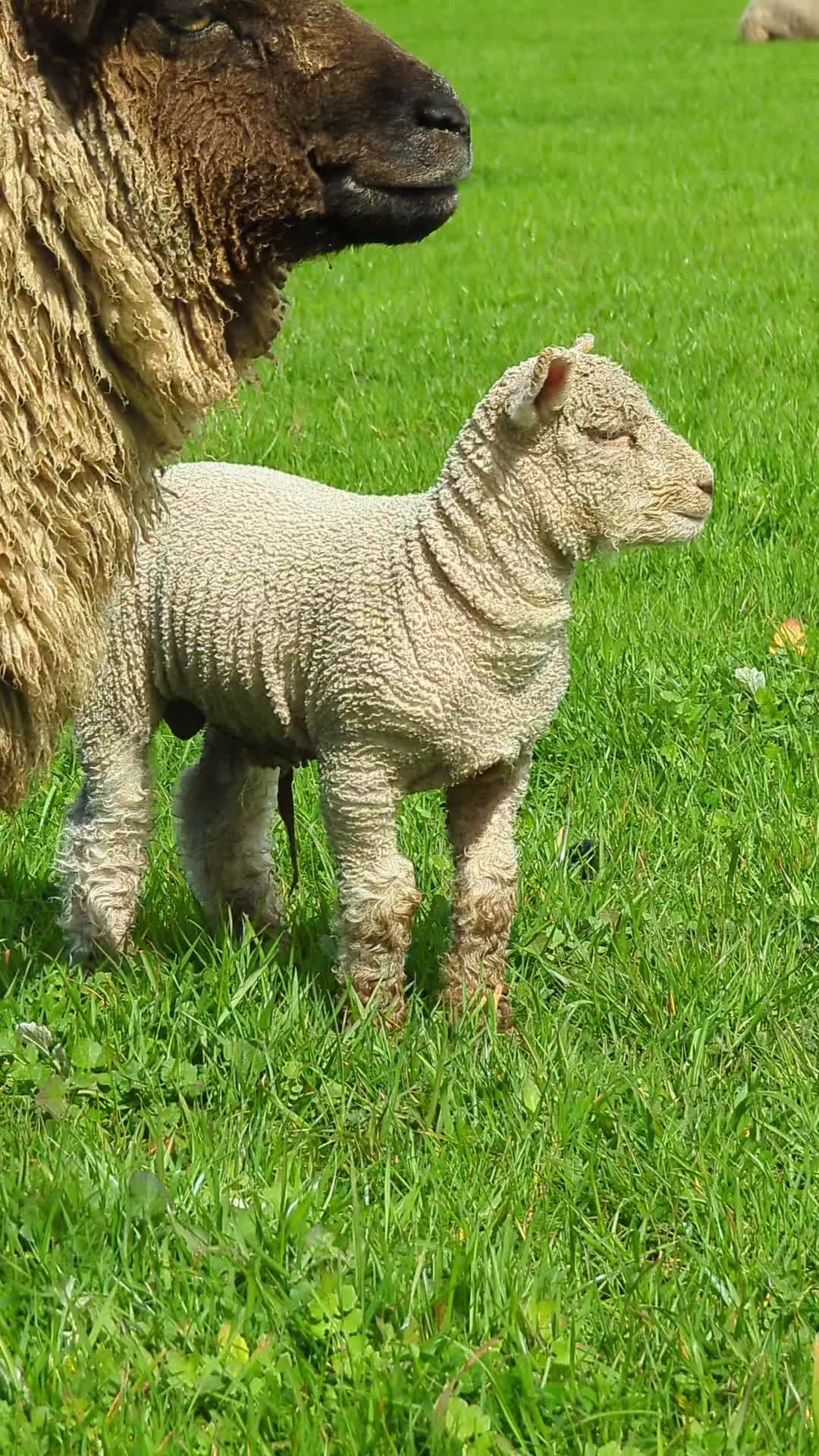 @Gardin Park Babydoll Sheep