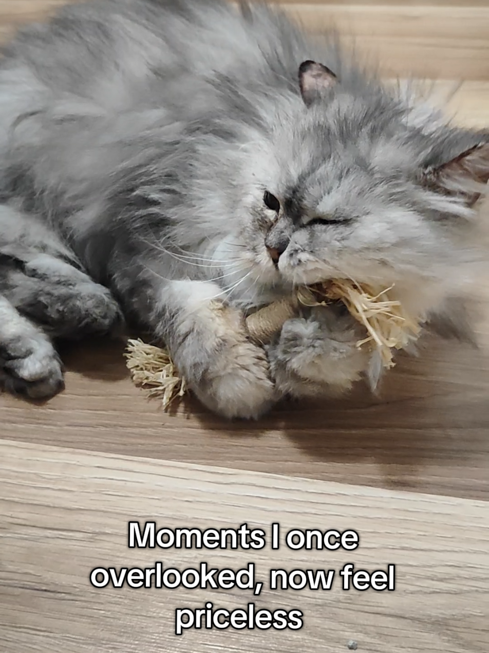 @Fluffy - the persian cat
