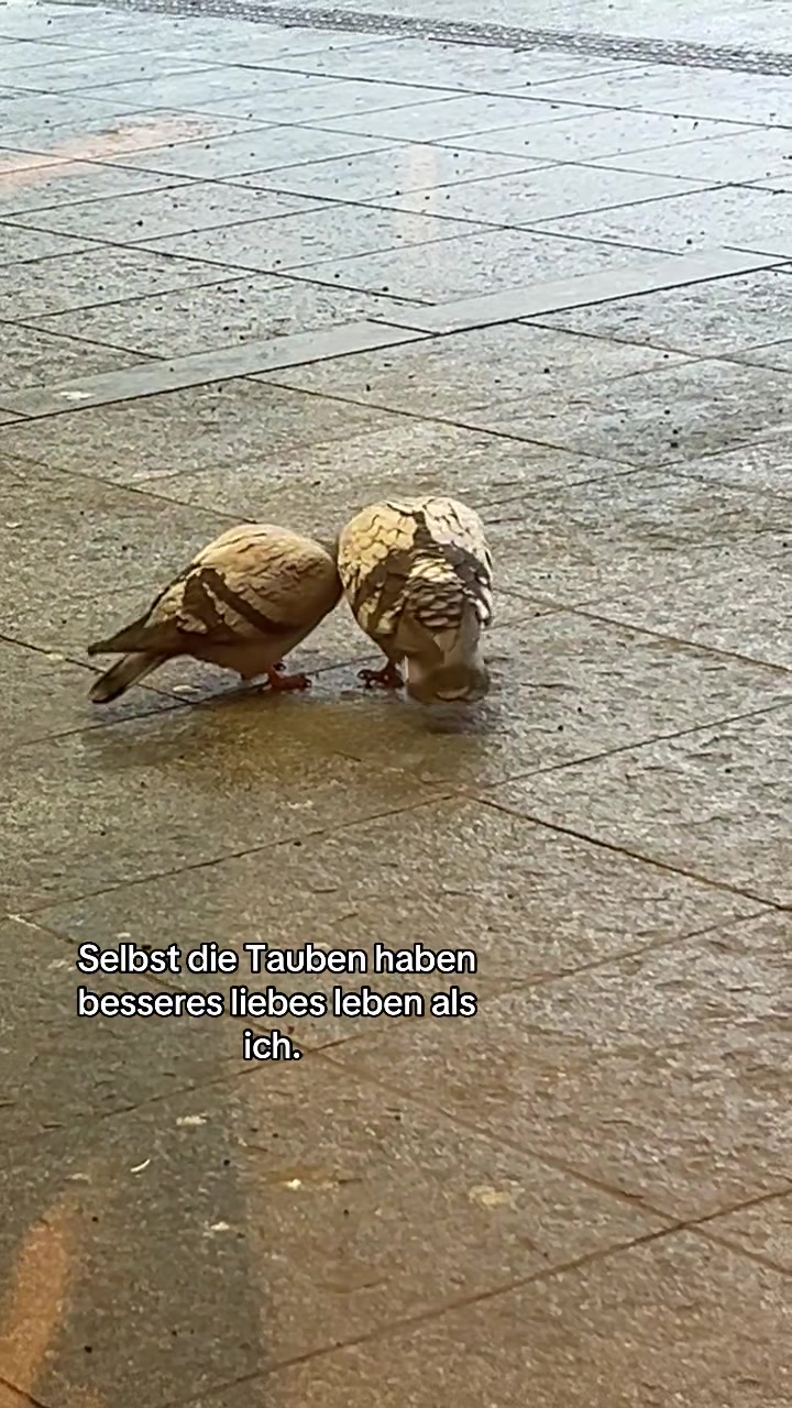 @🐊 ྀི