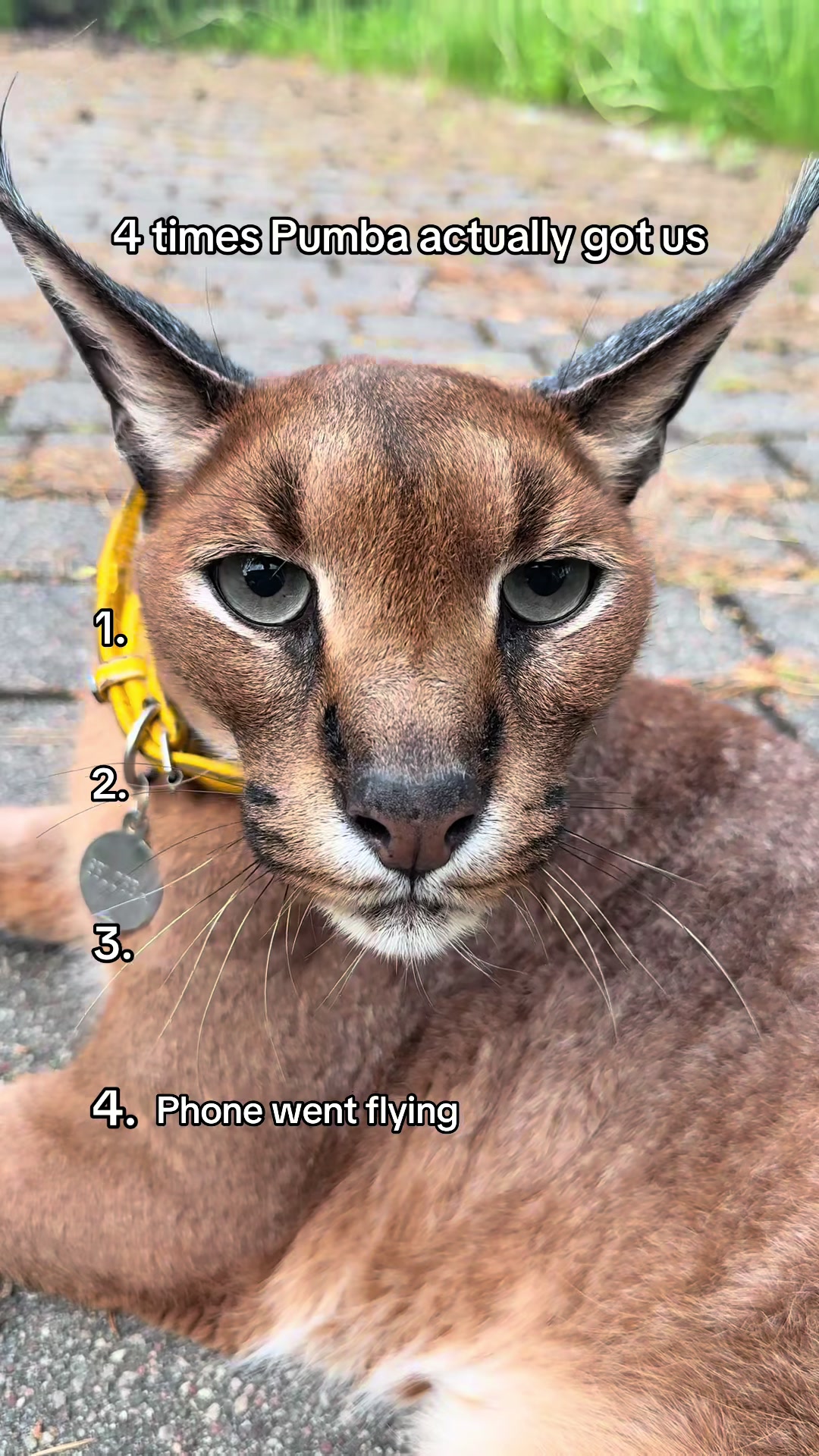 @Pumba Caracal