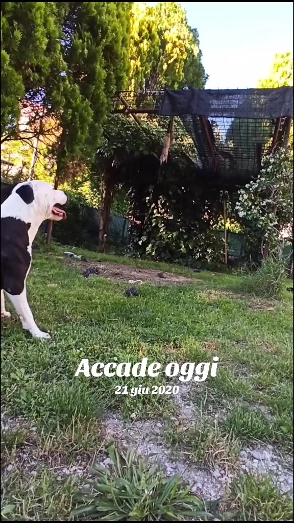 @Apacktale