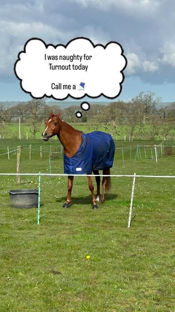 @RibbleValleyHorseRugs ®️