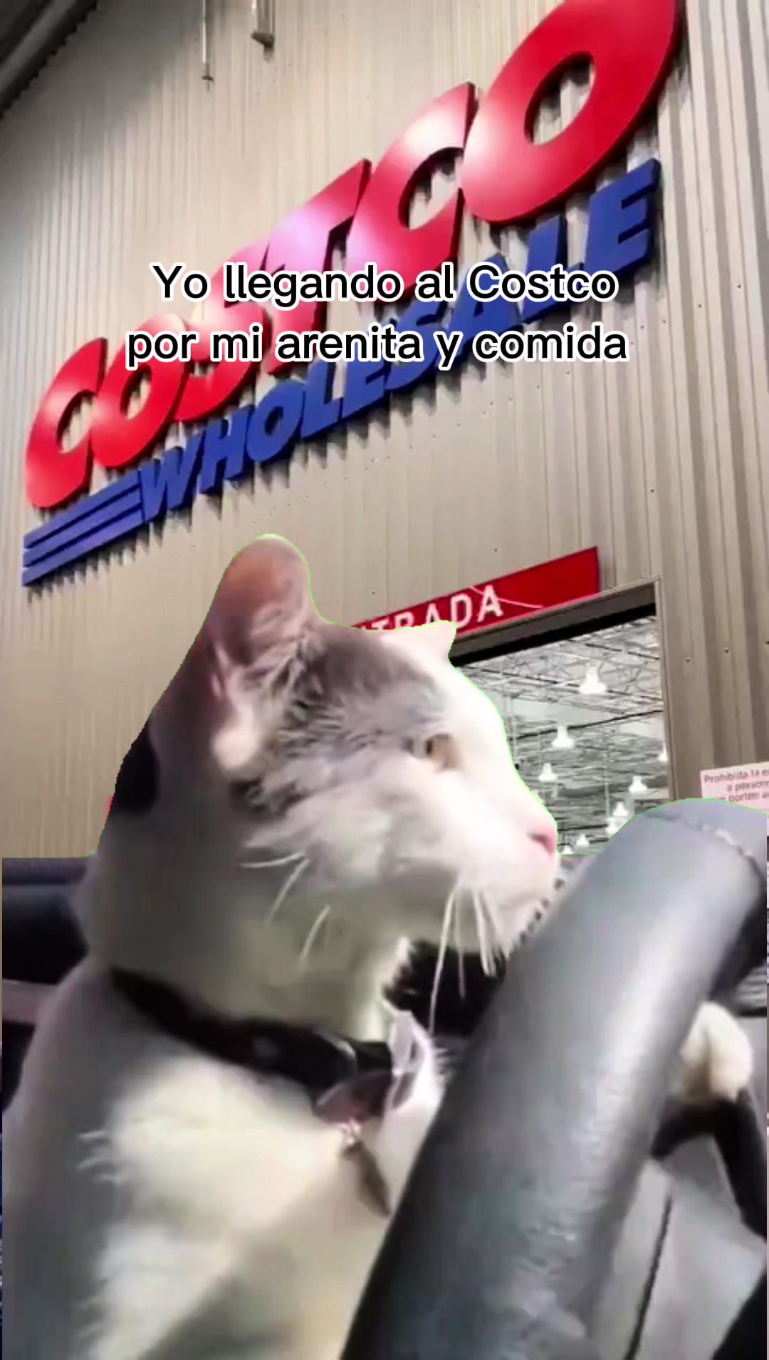 @Cosas de mis gatos 🐱