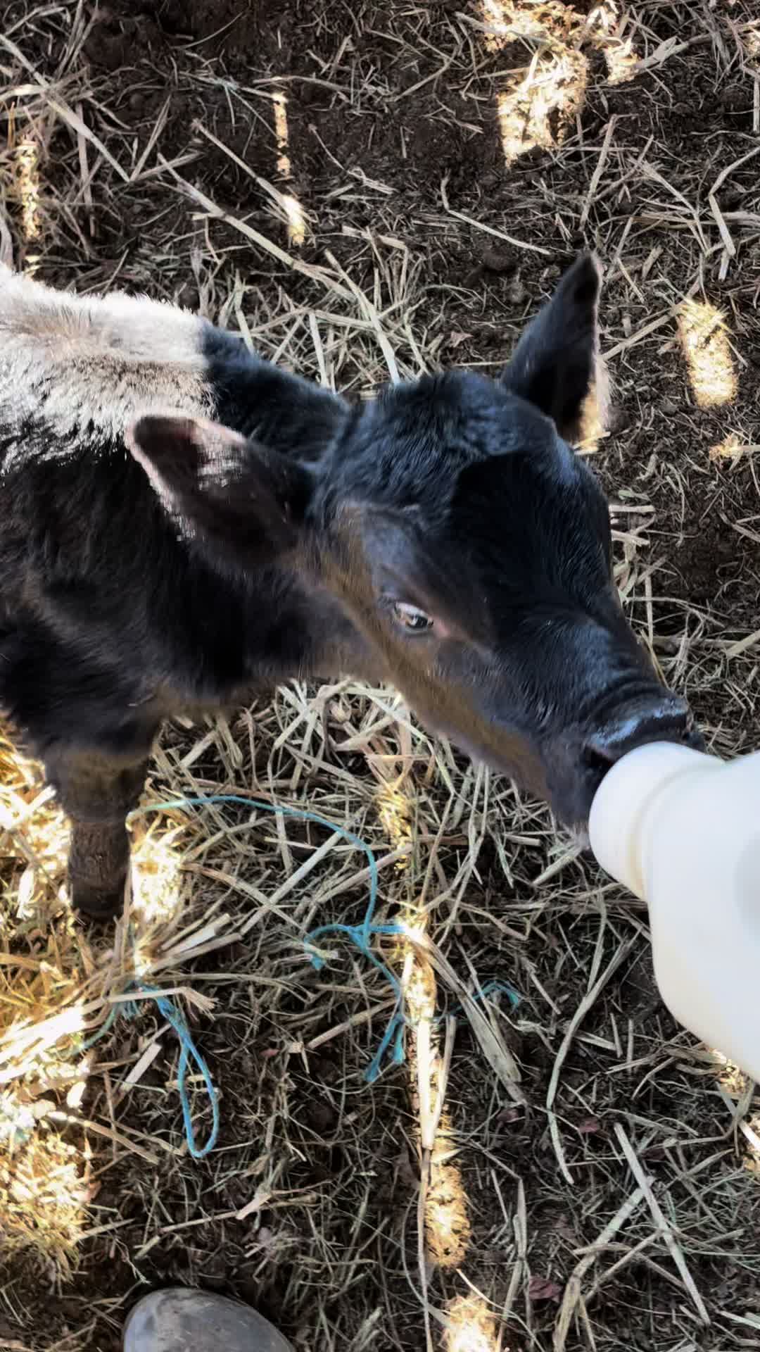 @HFFcattleman
