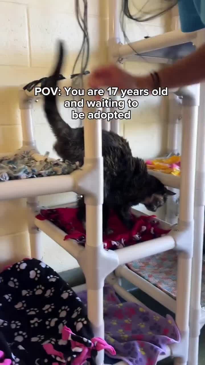 @love for all paws rescue