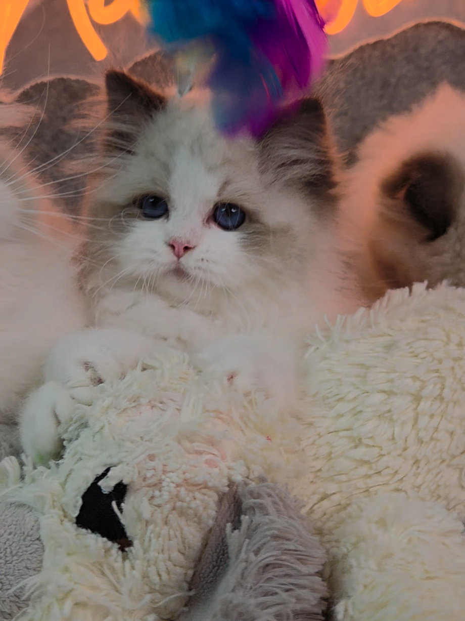 @Namastè Ragdoll Cats