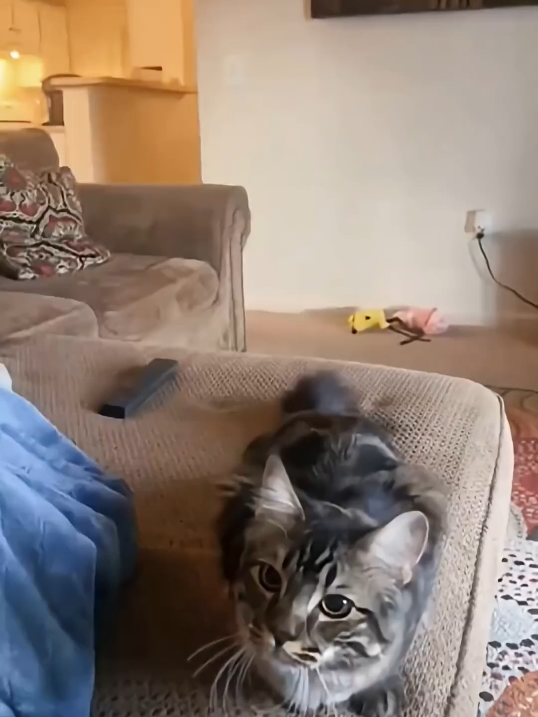 @Funny Cats 🐈
