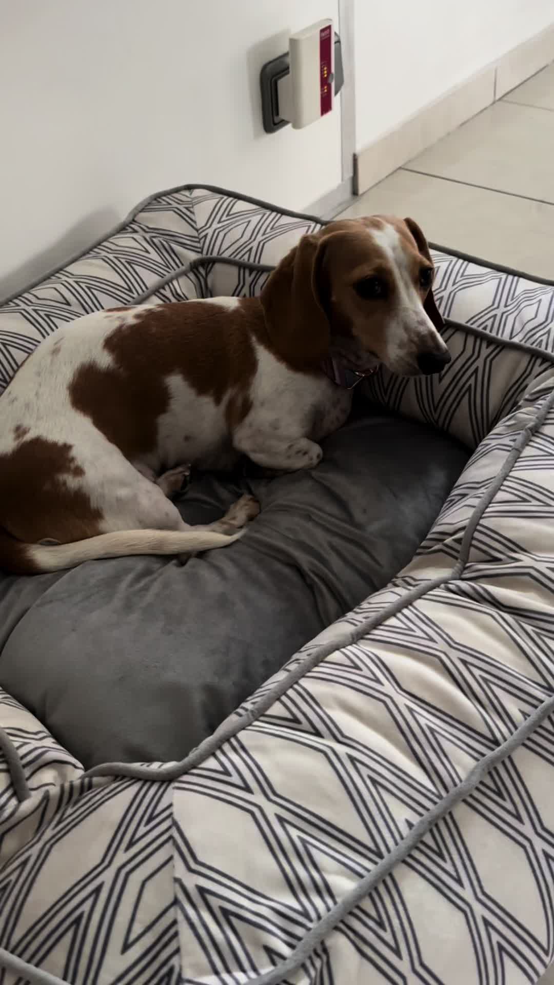 @Mileythedackel
