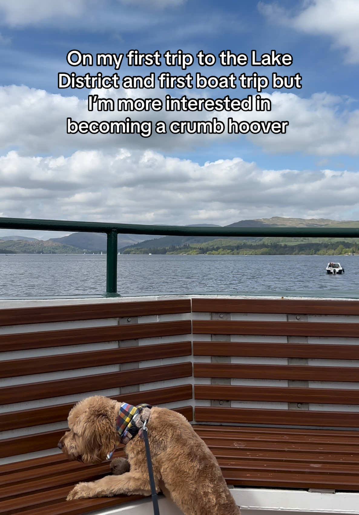@Max the cavapoo 🐾