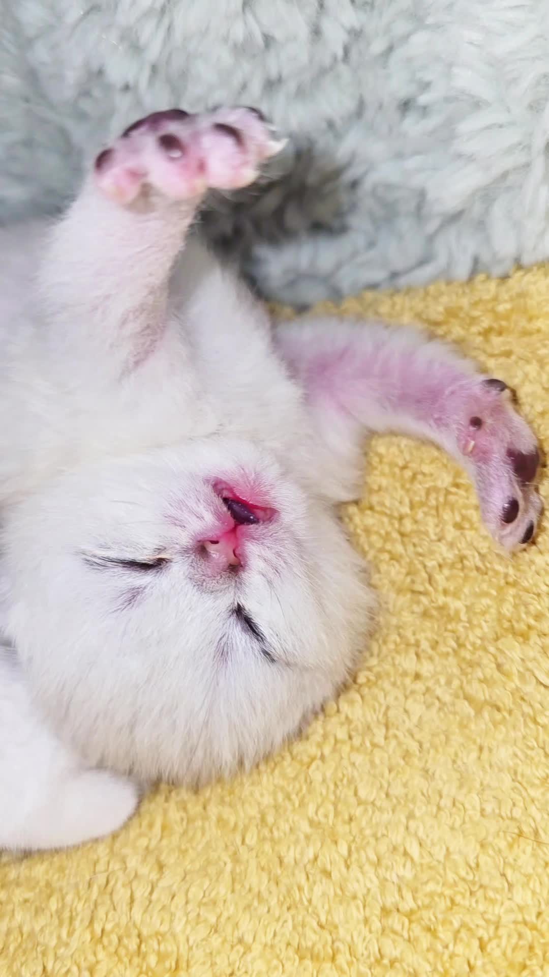 @Cat Chloe & kittens